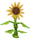 Sunflower-Plant-Icon
